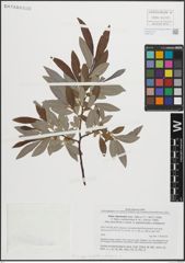 Foto von Salix appendiculata Vill. x Salix eleagnos Scop.